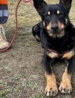 Sami: ein absoluter Traumhund - München