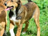 Daphne sucht liebevolles Zuhause - Bergkirchen