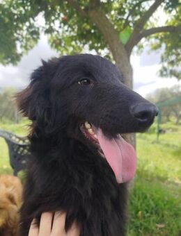 BRUNA 💚 ist bereit für eine Familie - Herxheim (Landau)