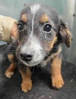 Kleiner Welpenjunge sucht Familie 🙏🏻 - Düsseldorf