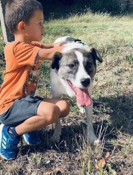 Liebevoller ZEUS LEIDET im Shelter ‼️🍀♥ - München