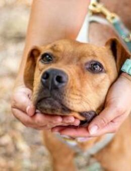 Abigail, liebevoller Sonnenschein, ca.3J - Vaterstetten