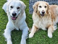 Wurfankündigung reinrassige Golden Retriever Welpen - Norden