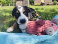 Australian Shepherd x Aussiedor Mix - Malschwitz