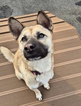 Juki sucht ein Zuhause oder PS ♥ - Ebstorf (Klosterflecken)