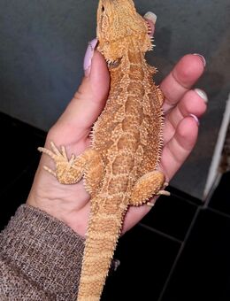 Farbbartagamen Jungtiere ( pogona vitticeps) NZ 06 2025 nur noch 3 Stück - Offstein