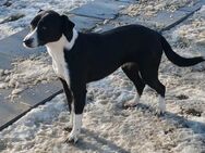 ❣️Zarte Ella sucht ein Herzenszuhause❣️ - Eislingen (Fils)