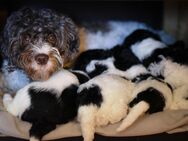 Welpen Lagodoodle oder Pudelotto? Nur noch einige Rüden übrig! Lagotto Pudel Doodle - Nürnberg