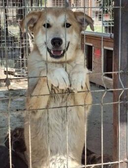 RANDY ~ sooooo goldig - Duisburg
