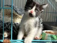 Cucu - Kitten sucht eigenes Zuhause - Bad Camberg
