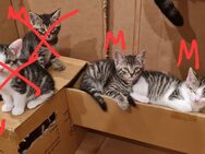 Babykatze - Hiltpoltstein