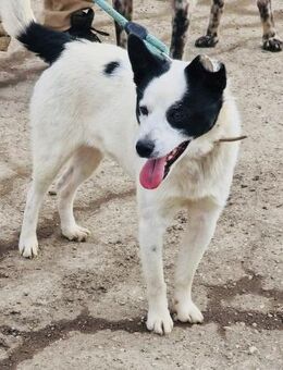 Pfote sucht Herz - sozialer BRUCE ♥️ - München