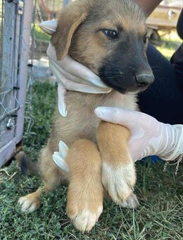 Lieber Rüde B653 sucht sein Zuhause - Neuberg