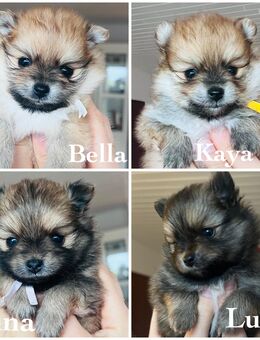 Pomeranian Zwergspitz Welpen - Barsinghausen