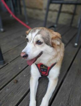 Sandy - hübsche Omi sucht Zuhause - Elsdorf (Nordrhein-Westfalen)