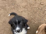 Australian Shepherd Bordador Mix Welpen - Fincken