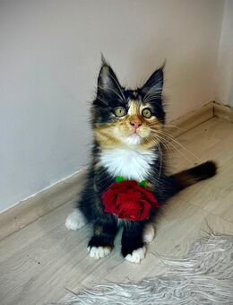 💫 Zauberhafte Main Coon Mix Kitten mit Stammbaum – bereit für ein liebevolles Zuhause 💫 - Grafenwöhr
