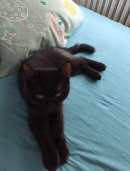 BKH Dark chocolate Kater mit Tabby Muster - Düsseldorf