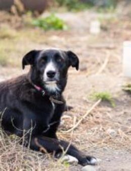 Dora sehnt sich nach ihrem Zuhause - München