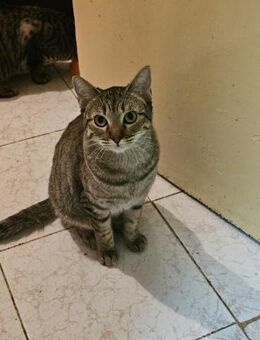 ALMU, w., kastr., EHK, geb. 01/2022 - Sipplingen