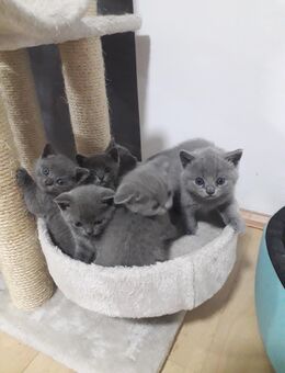 Reinrassige Britisch Kurzhaar BKH Kitten - Veitsbronn
