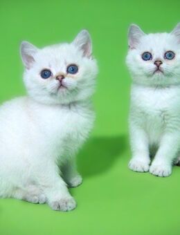 Supersüße Kitten mit blauen Augen BKH seal-silver-shaded-point ns 11 33 Reinrassig! - Baden-Baden