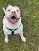 Dringende Abgabe – Old English Bulldogge „Antar“ (7 Jahre) in 32107