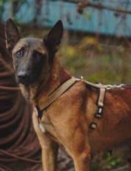 Liebe Mali-Mix-Hündin Larna - München