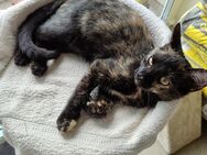 Katze sucht ein Zuhause - Hessisch Oldendorf