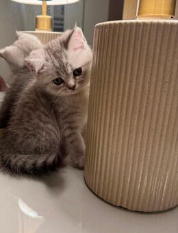 Reinrassige BKH Kitten - Bielefeld