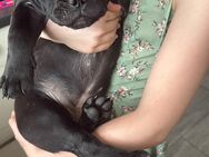 Französische Bulldogge Welpe Hündin darf in ein neues Zuhause ziehen - Detmold