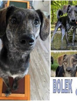 BOLEK -lernfreudig & offen- - Duisburg