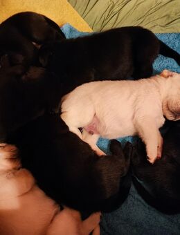 🐾 Reinrassige Labrador Welpen in liebevolle Hände abzugeben 🐾 - Suhlendorf
