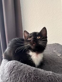 Bkh mix kitten - Herne