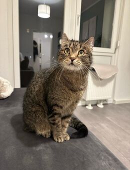 Kira sucht ein liebevolles Zuhause - Hürth