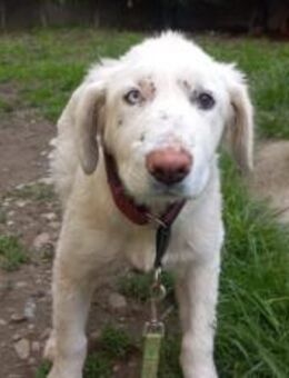 Kämpferherz Sommersprosse - München