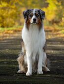 Blue Merle Standard Australian Shepherd Deckrüde Aussie Rotträger in 14979