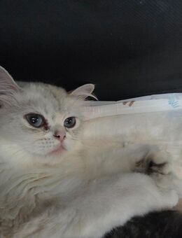Britisch langhaar kitten - Detmold