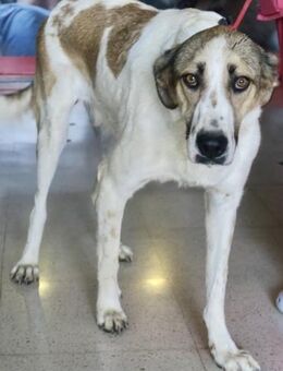 Maya, schüchtern, sozial, neugierig - Westerholt