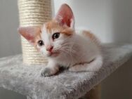 ✨Süßer Babykater Murphy ✨🐾 - Eislingen (Fils)