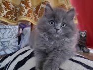 Sibirische Kater Sibirische Baby Katze Kitten - Gelsenkirchen