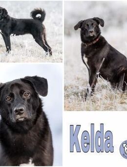 KELDA -neugierig, verschmust & verspielt - Duisburg