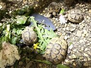 Tunesische Landschildkröten - Testudo graeca nabeulensis - Senftenberg