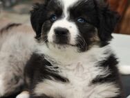 Mini Aussie Welpen, Miniatur Australian Shepherd Welpen - Ulmen