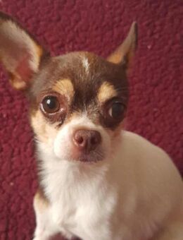 🌟 Norbi ein kleiner Chihuahua - Kassel
