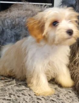 Yorkshire Terrier Welpen in den Farben Blue and Tan und Golden Dust – Nähe Dresden - Großröhrsdorf