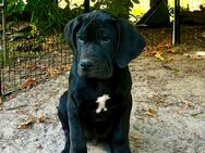 Deutsche Dogge/Bordeauxdogge Mischlinge Welpen - Bleicherode