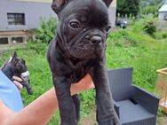 Französische Bulldogge Welpen zu verkaufen - Fachbach