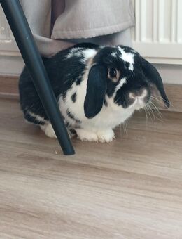 Zwergkaninchen sucht ein neues zu Hause - Dresden