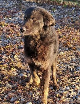 BONNIE - Zuhause gesucht - Konstanz